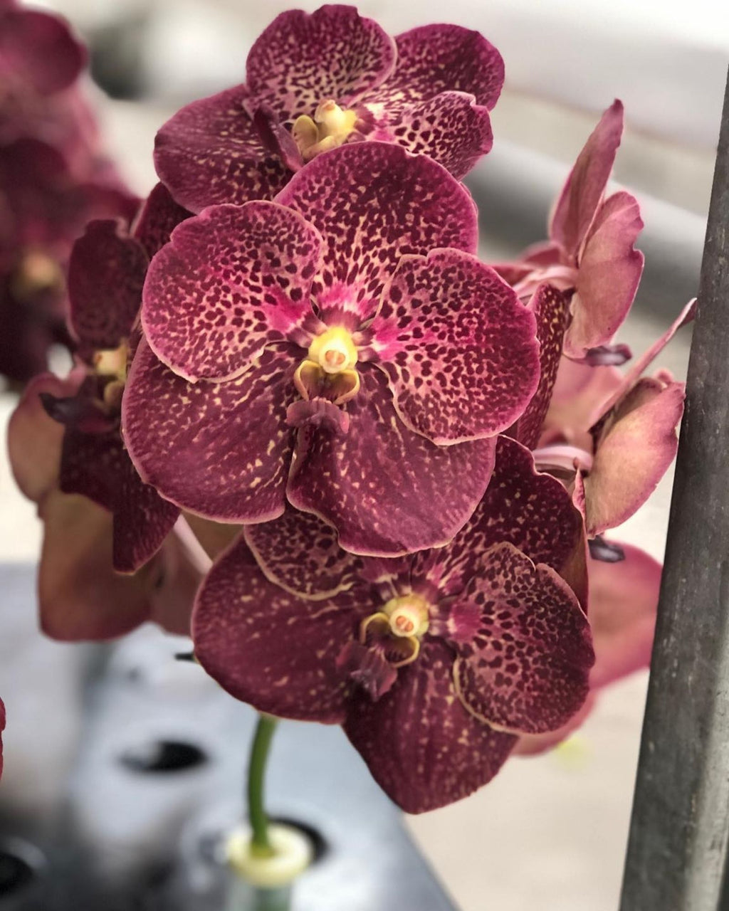 Orchid Red Champagne Glass