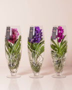 Orchid Red Champagne Glass