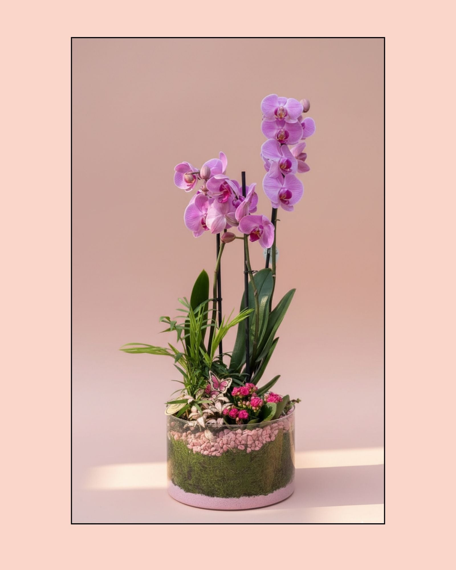 Orchid Cotton Candy Terrarium
