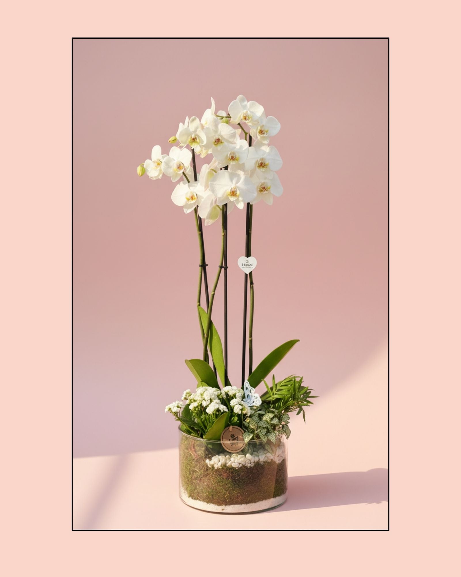 Orchid Diamond White Terrarium