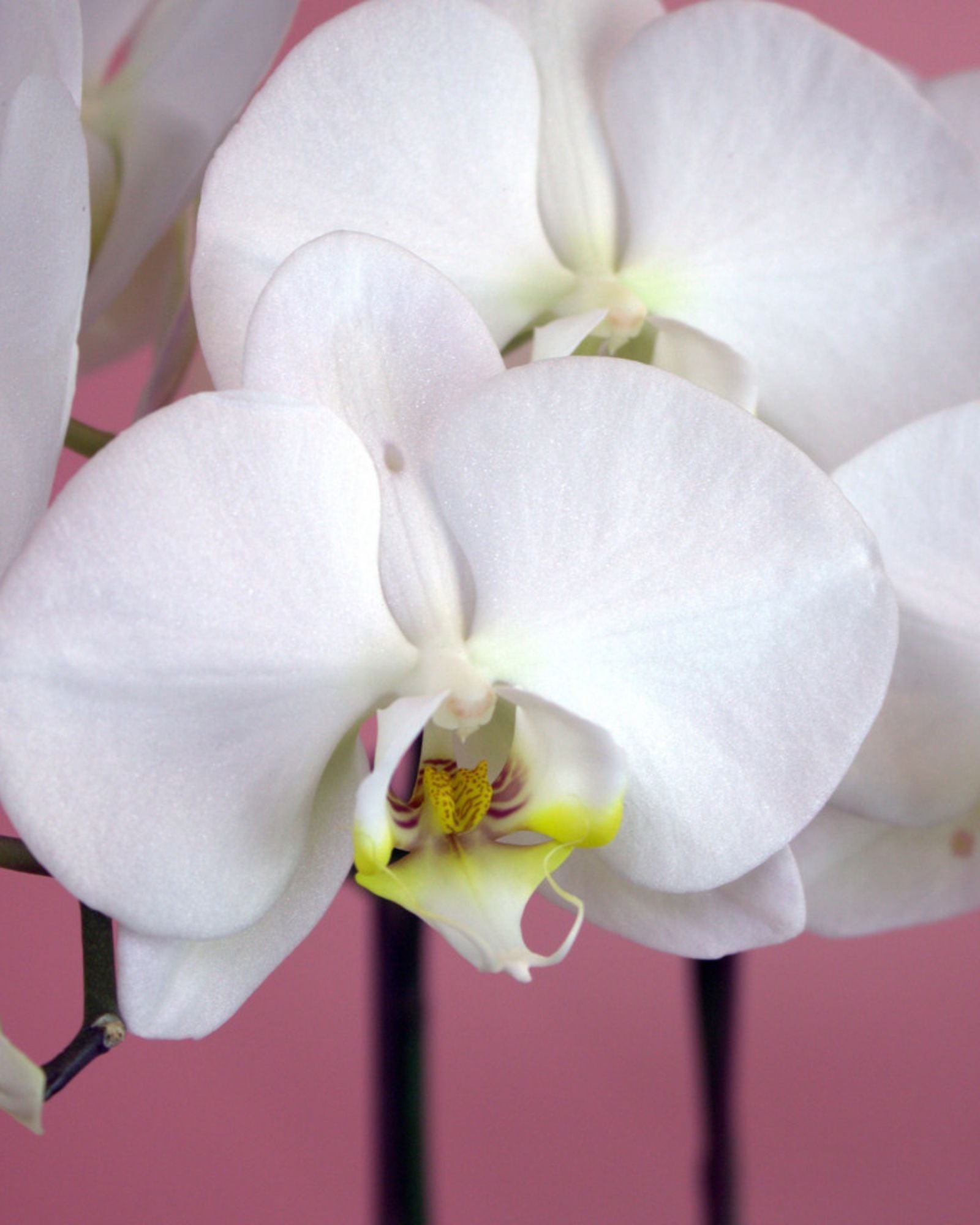 Orchid Diamond White Terrarium