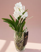 Orchid Glass Mixed Colors