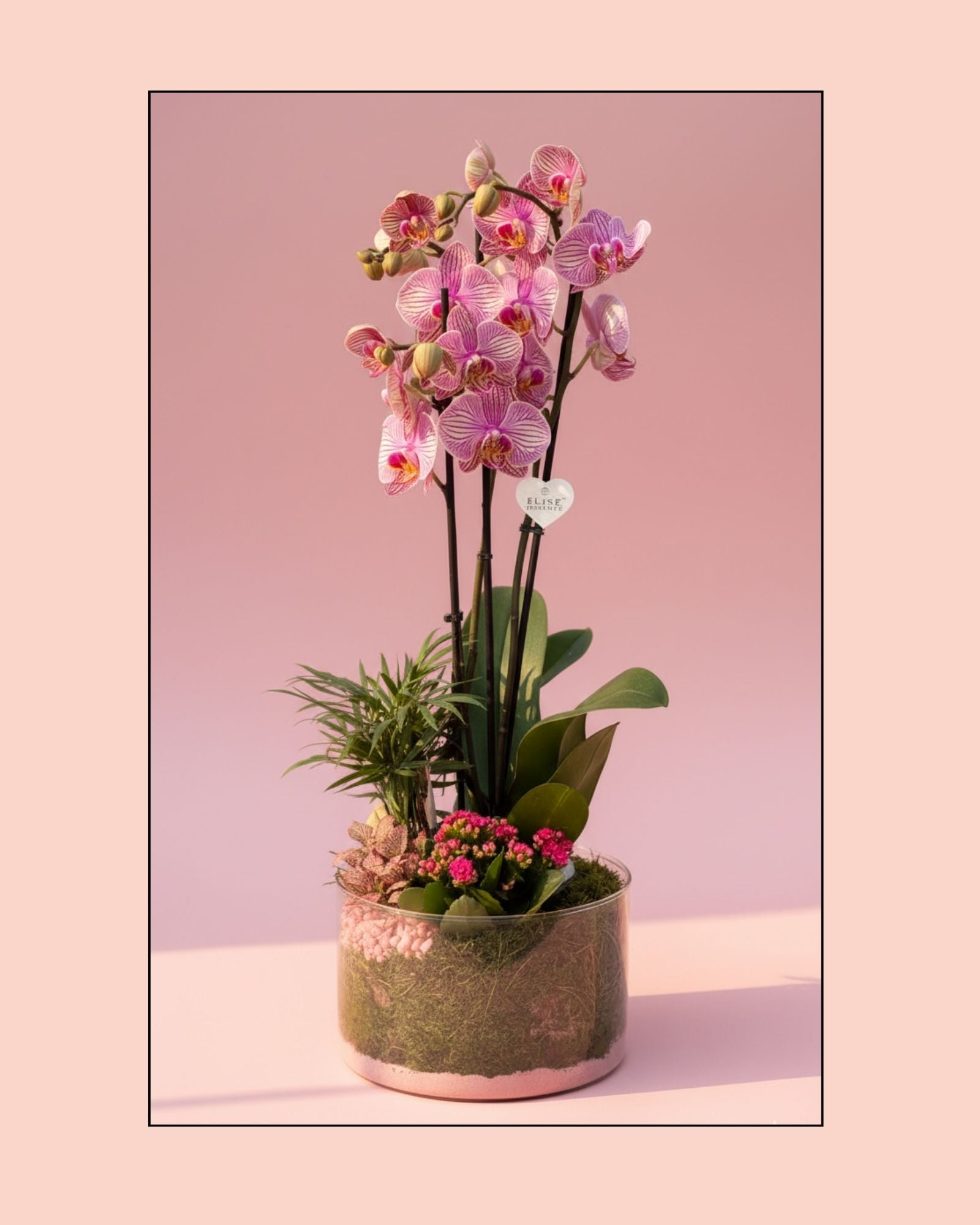 Orchid Jupiter Stripe Terrarium