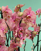 Orchid Jupiter Stripe Terrarium