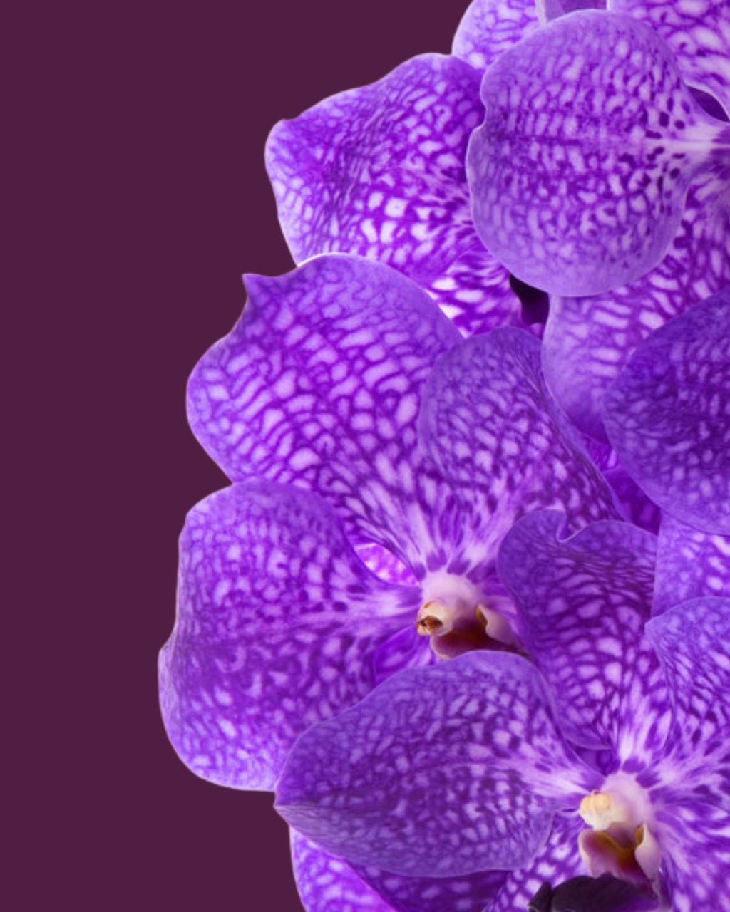 Orchid Vanda Stand