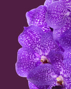 Orchid Vanda Stand