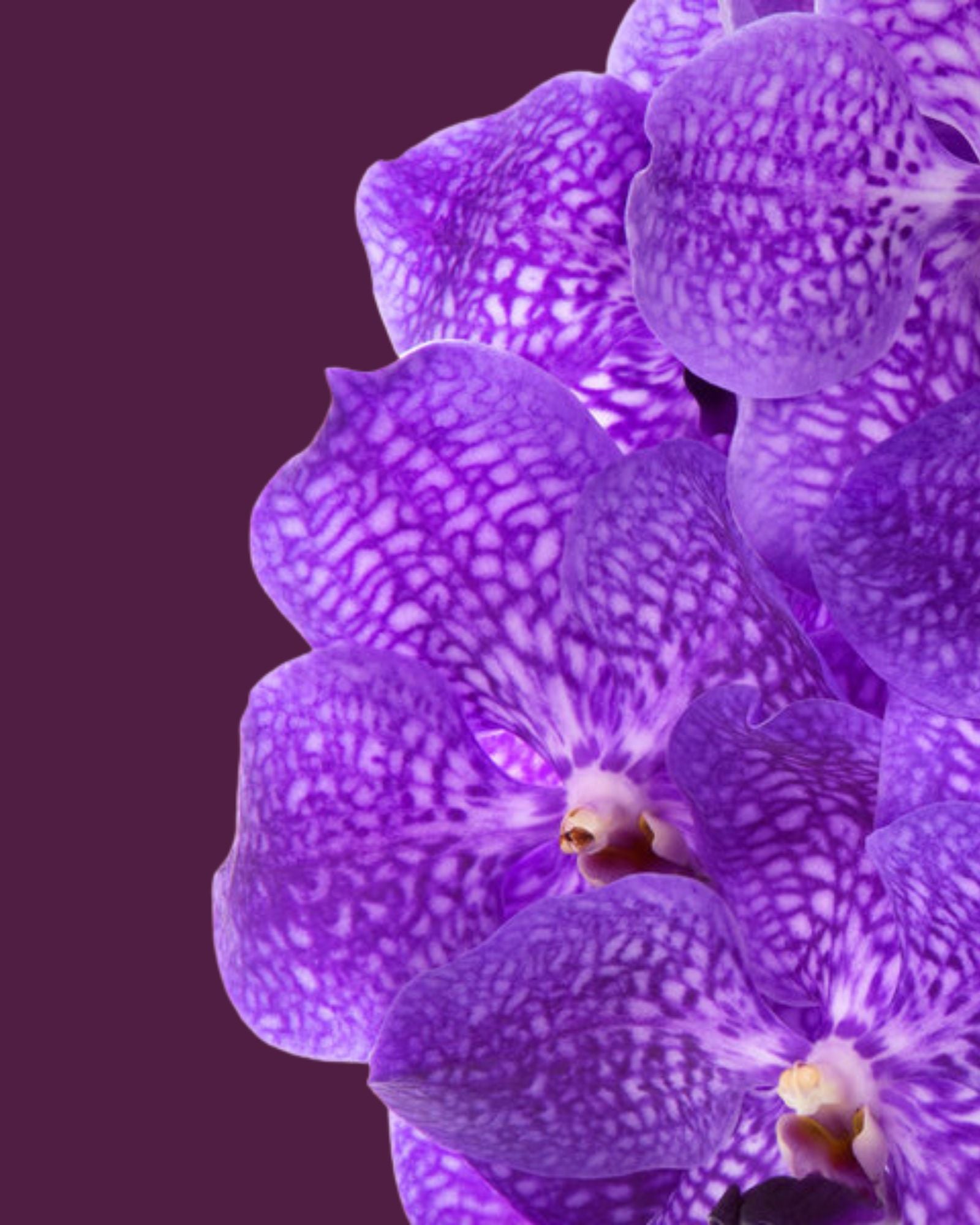 Orchid Vanda Stand