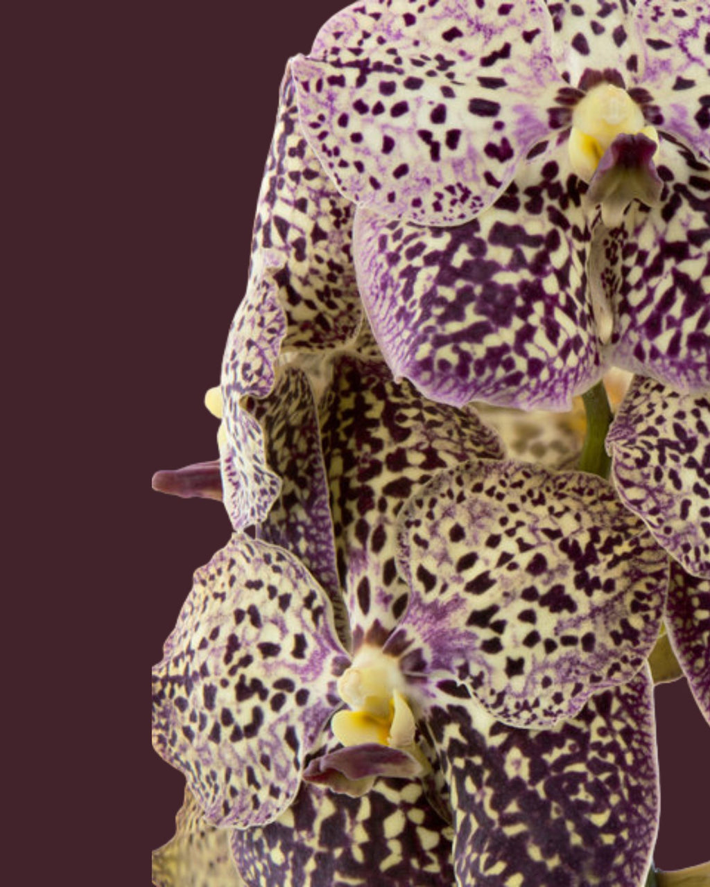 Orchid Vanda Stand
