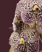 Orchid Vanda Stand