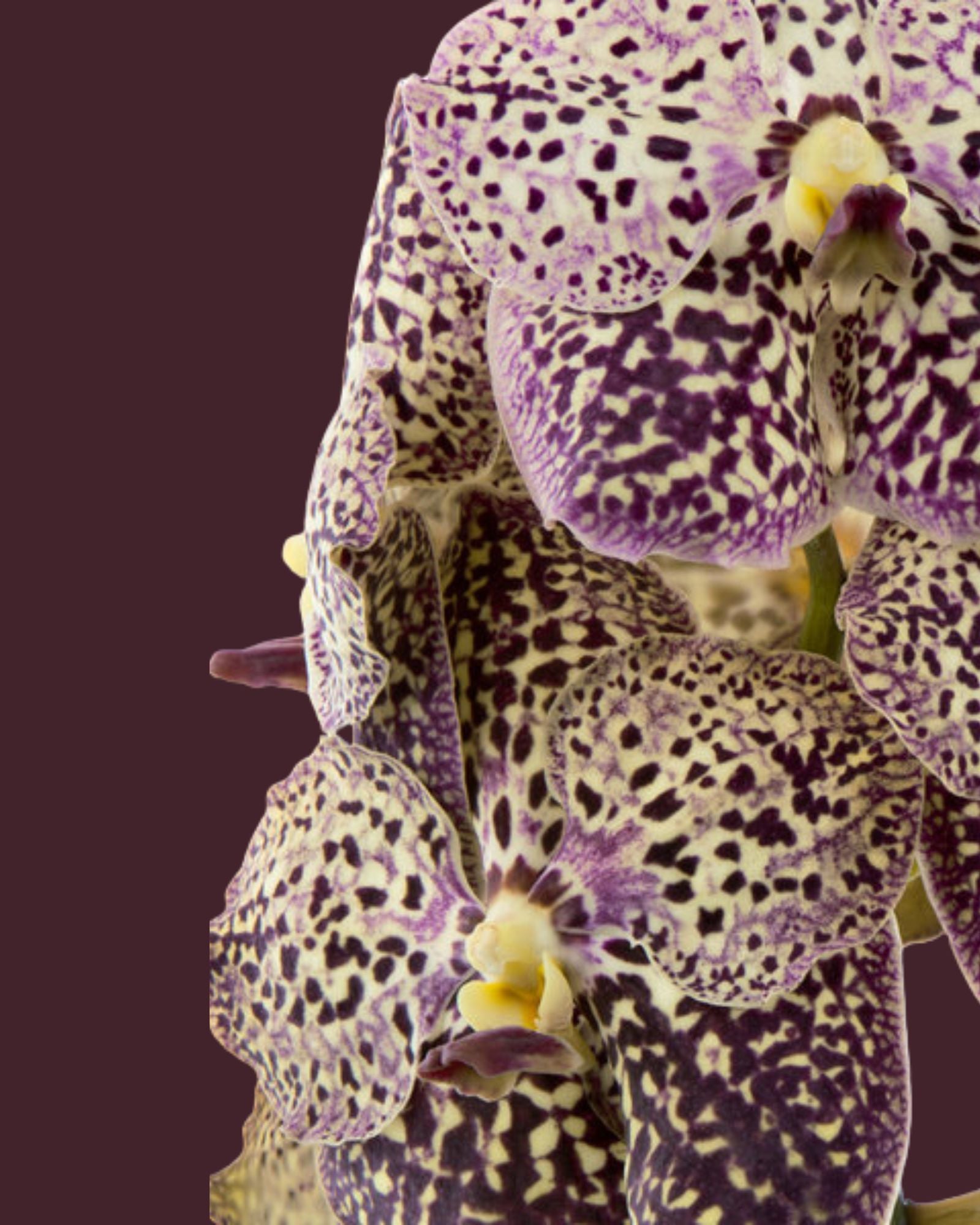 Orchid Vanda Stand