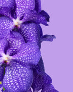 Orchid Vanda Stand