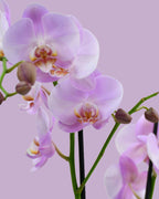 Orchid Flower
