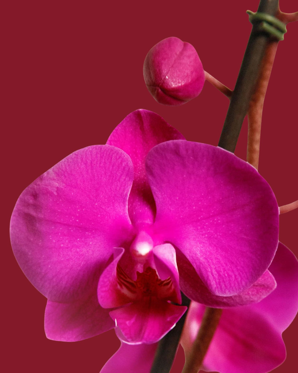 Orchid Flower