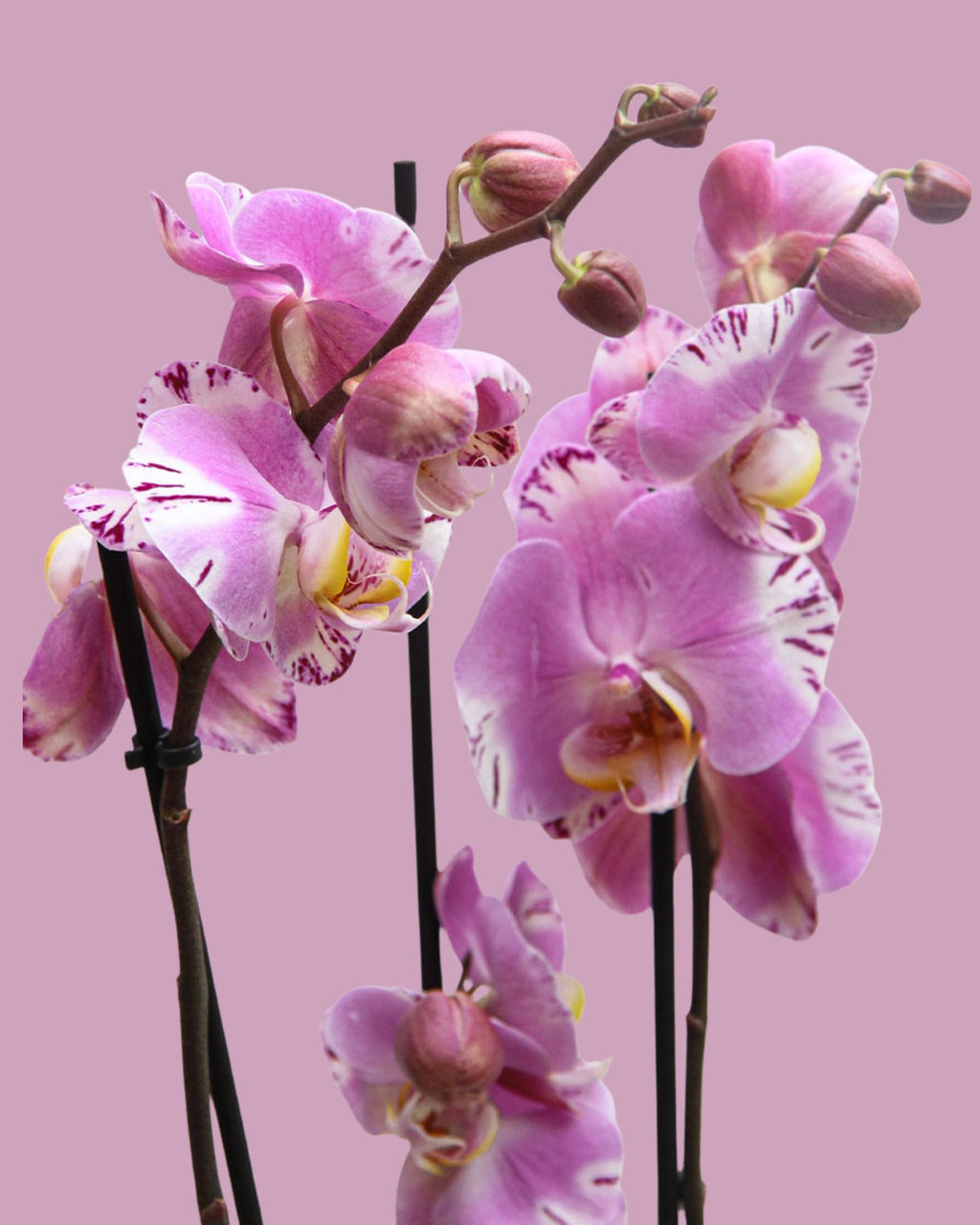 Orchid Flower