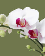 Orchid Flower
