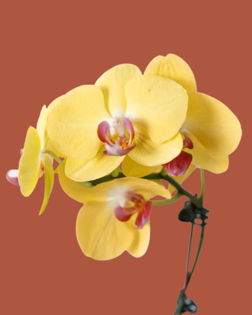 Orchid Flower