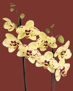 Orchid Flower