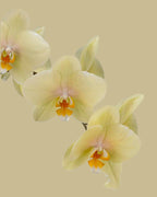 Orchid Flower