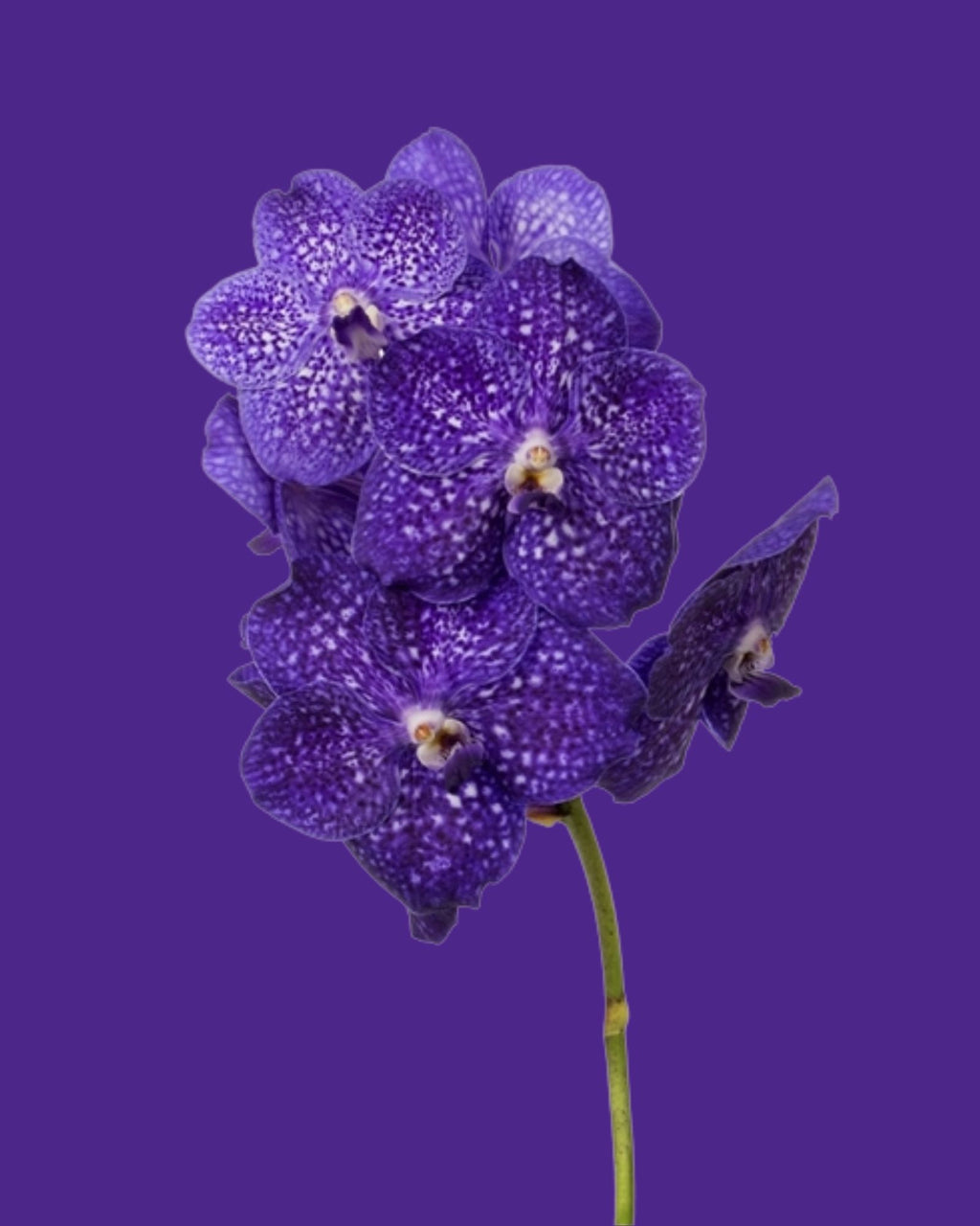 Orchid Tweed Blue Champagne Glass