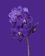 Orchid Tweed Blue Champagne Glass