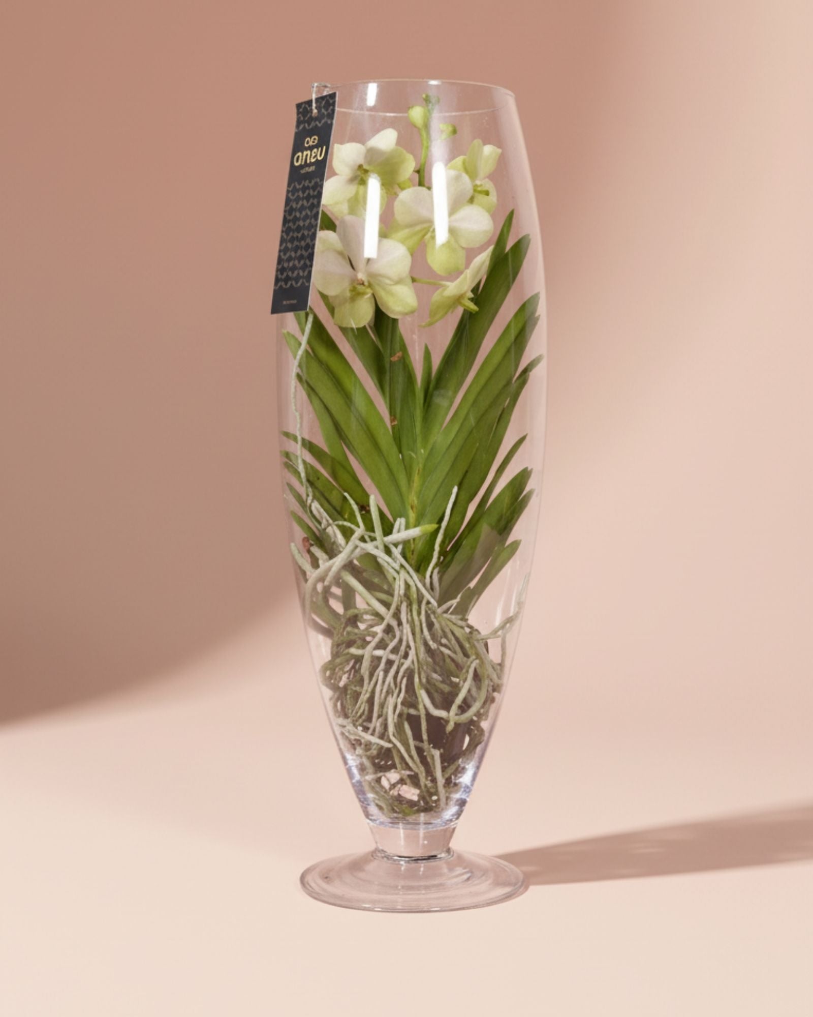 Orchid White Champagne Glass