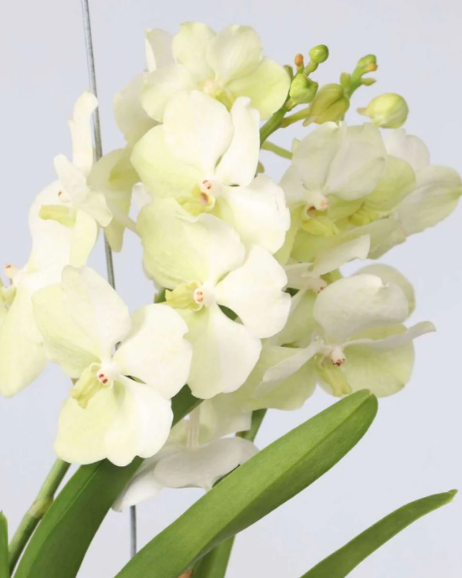 Orchid White Champagne Glass