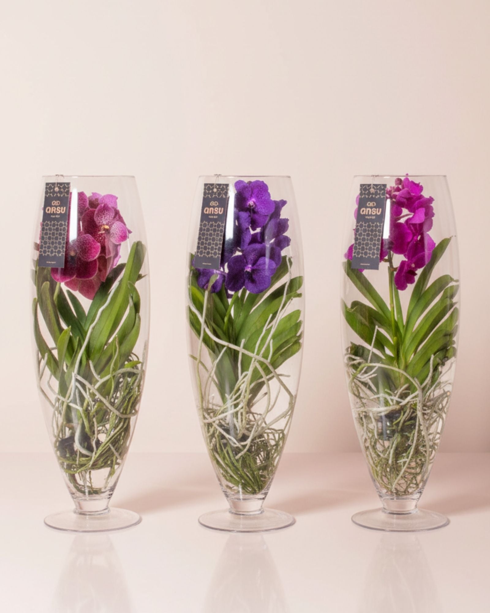 Orchid White Champagne Glass