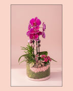 Orchid Magenta Terrarium