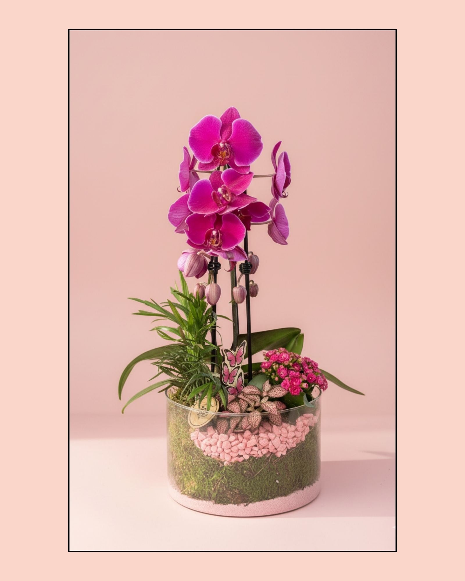 Orchid Magenta Terrarium