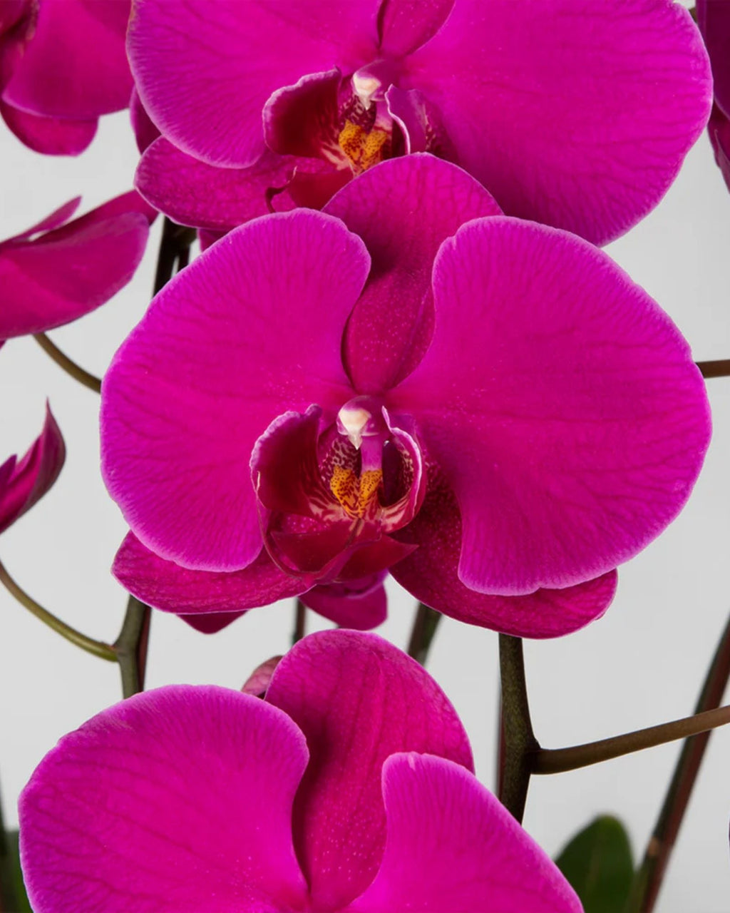 Orchid Magenta Terrarium