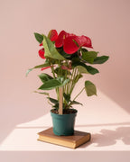 Oregon Anthurium M
