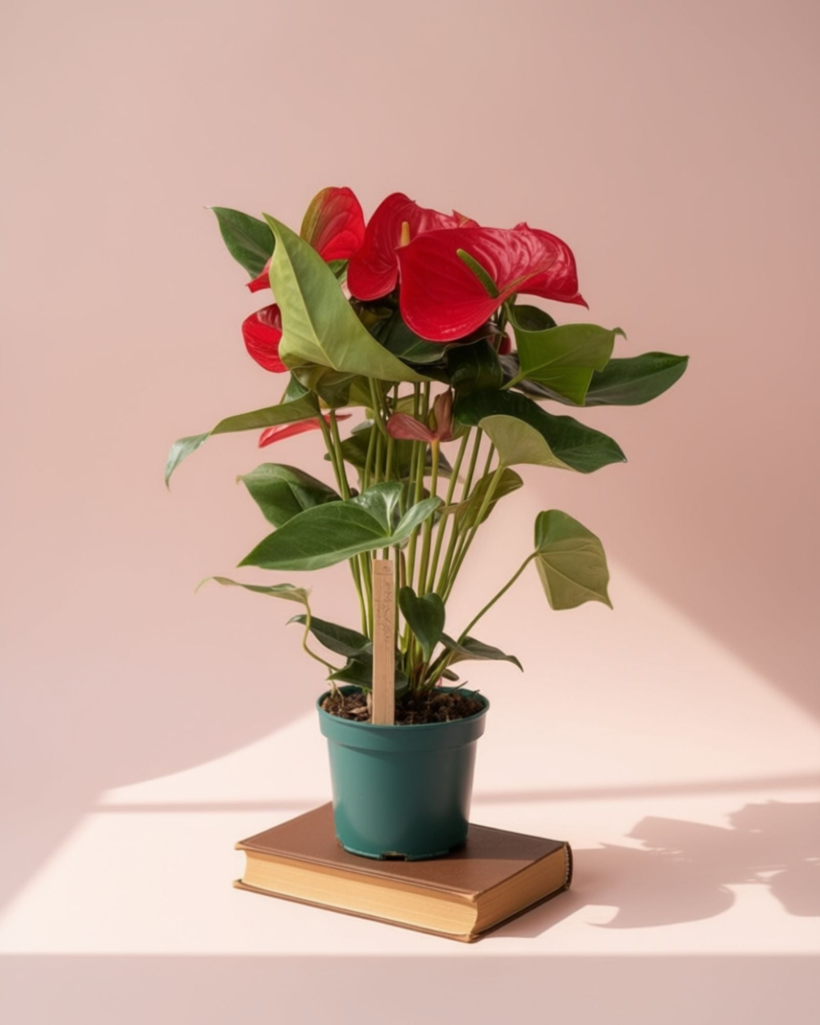 Oregon Anthurium M