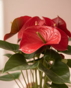 Oregon Anthurium M