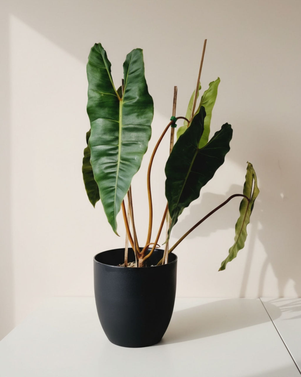 Philodendron Billietiae