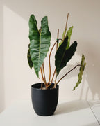 Philodendron Billietiae