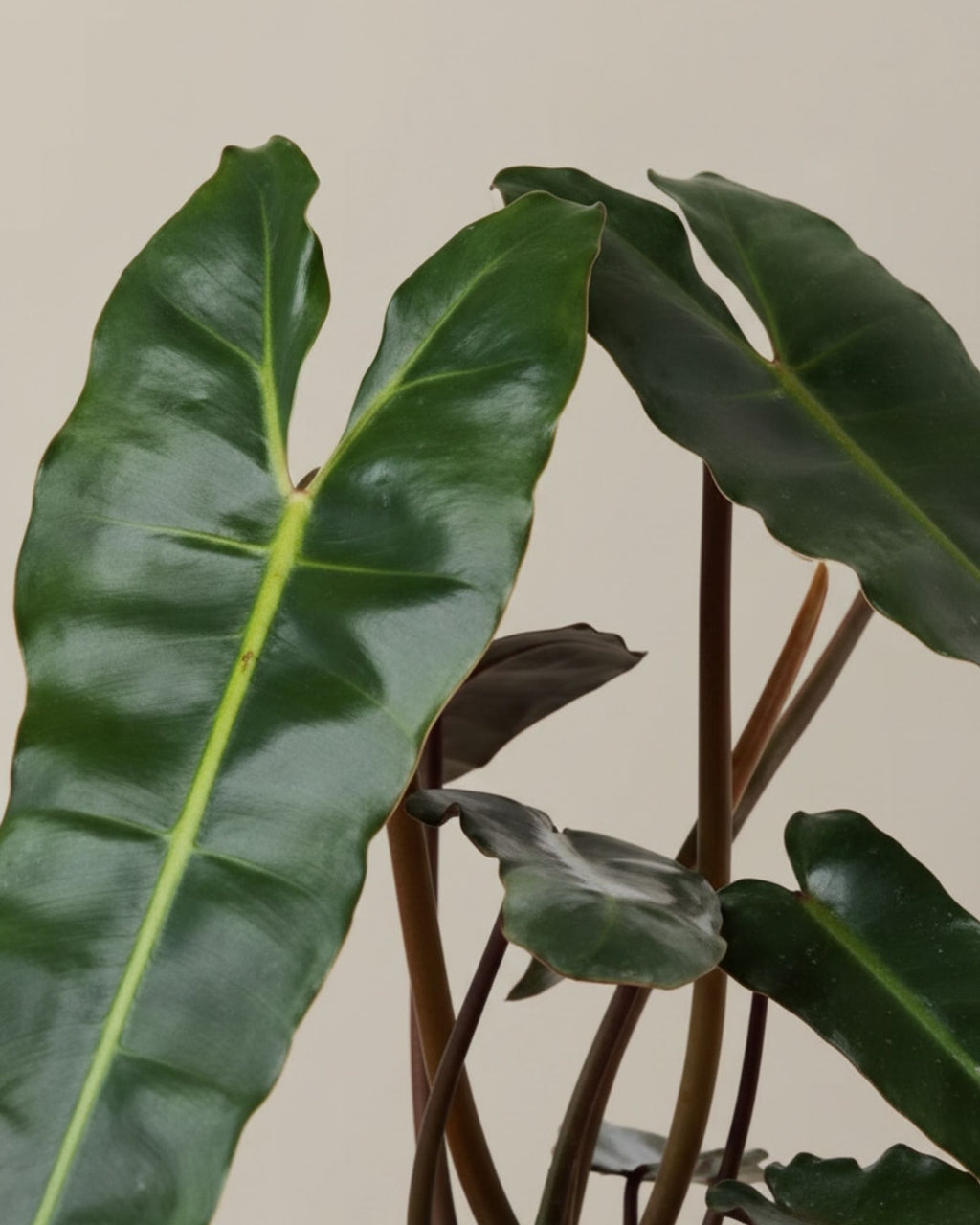 Philodendron Billietiae