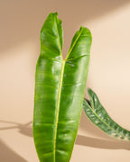 Philodendron Billietiae