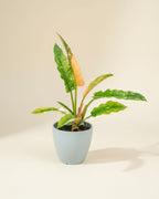 Philodendron Ring of Fire