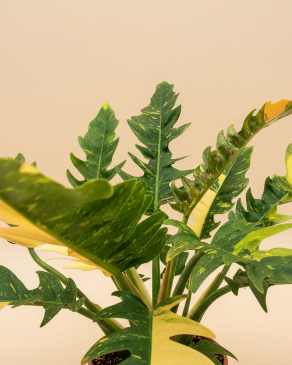 Philodendron Ring of Fire