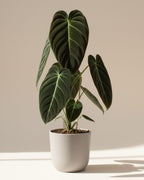 Philodendron Black Gold