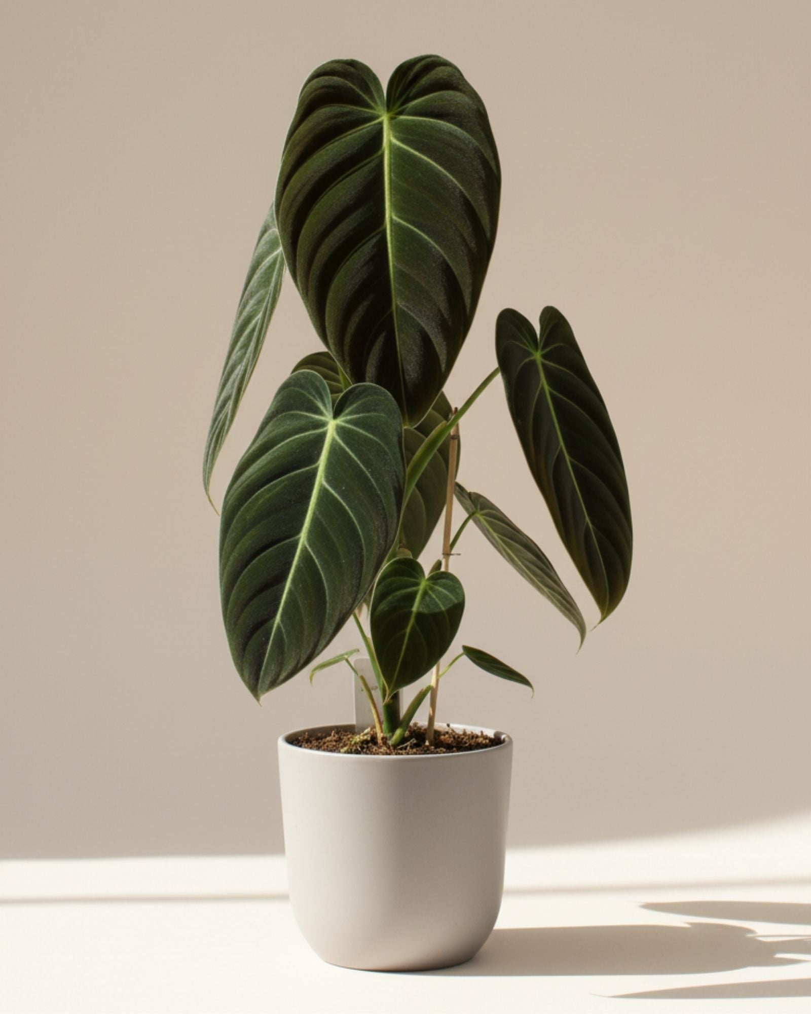 Philodendron Black Gold
