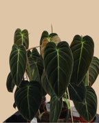 Philodendron Black Gold