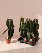 Philodendron Black Gold