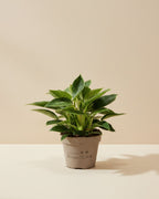 Philodendron Emerald