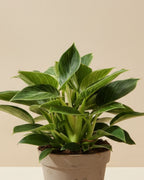 Philodendron Emerald