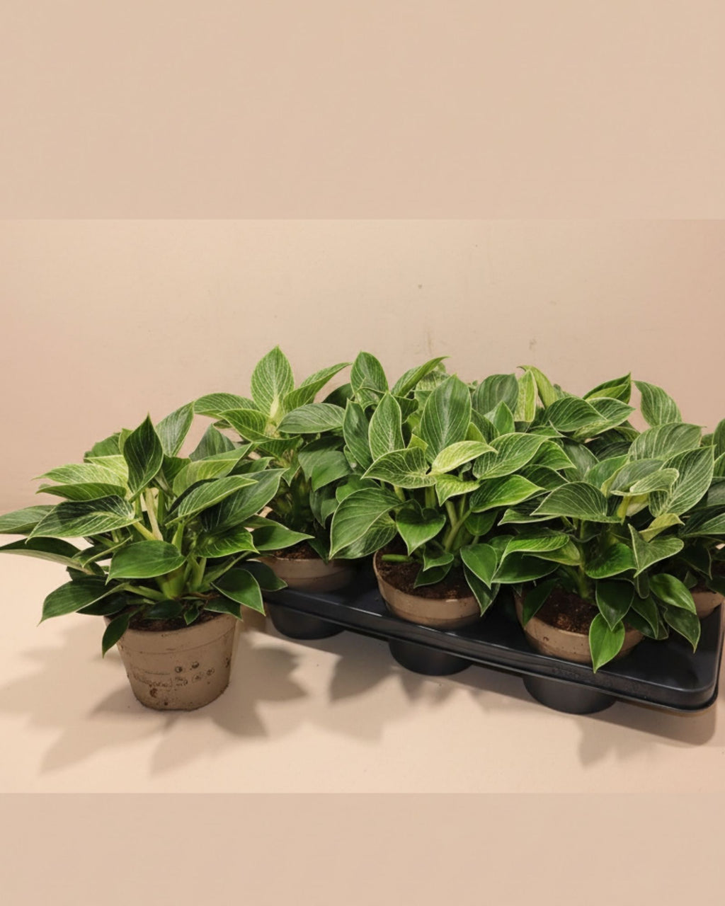 Philodendron Emerald