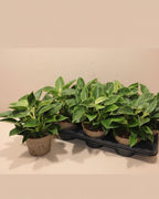 Philodendron Emerald