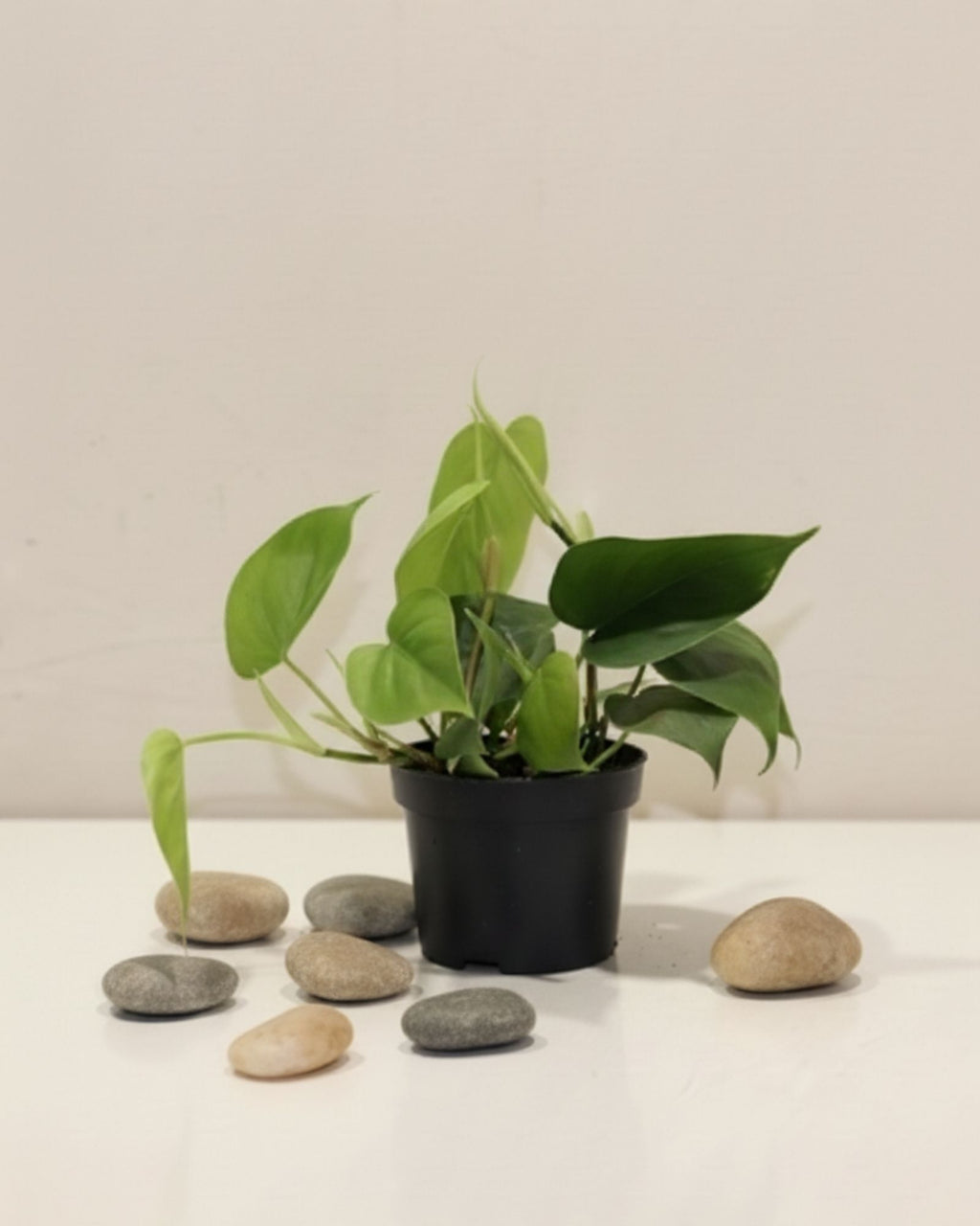 Philodendron Scandens