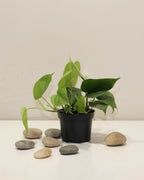 Philodendron Scandens