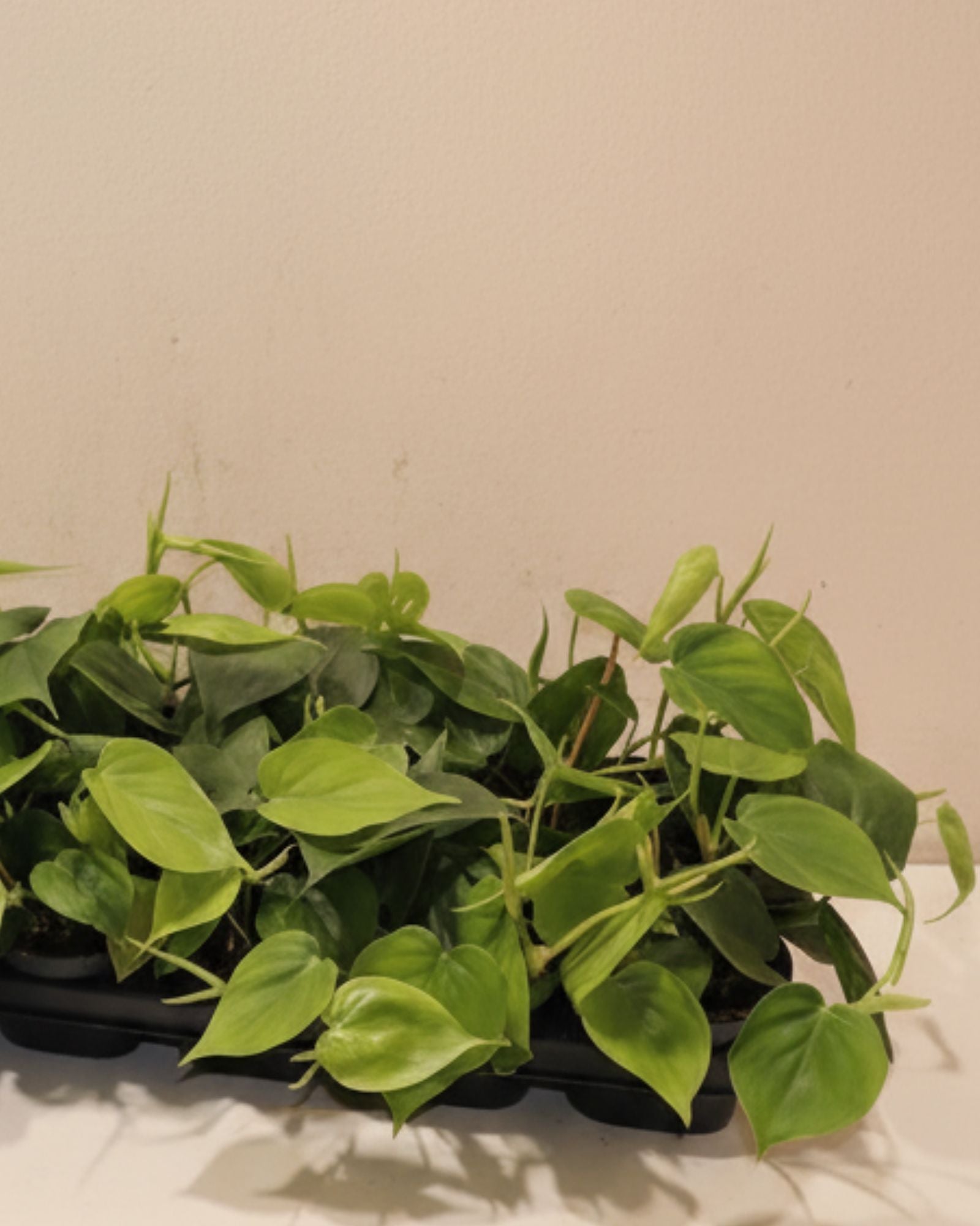 Philodendron Scandens